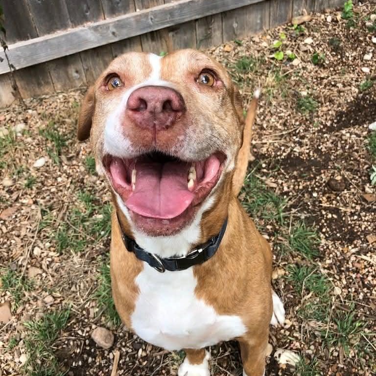 Enlarge Navajo (Nav) , a Adoptable mixed breed in Albany, NY image 1/6