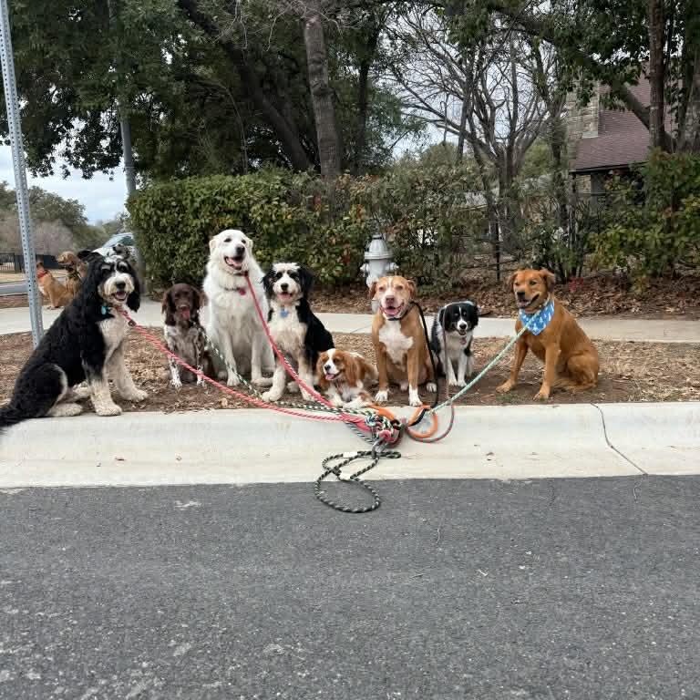Enlarge Navajo (Nav) , a Adoptable mixed breed in Albany, NY image 2/6
