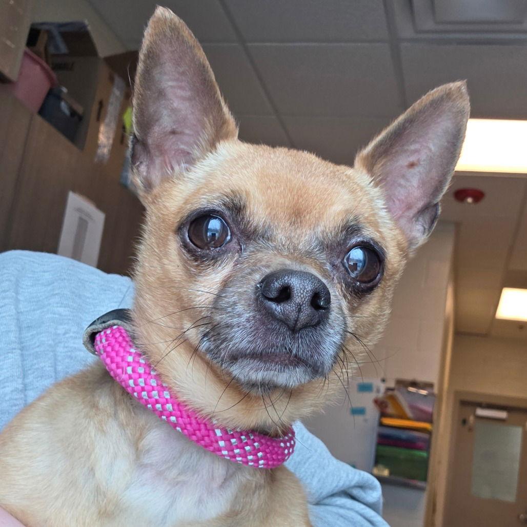 Enlarge Persephone, a Adoptable Chihuahua in Council Bluffs, IA image 1/3