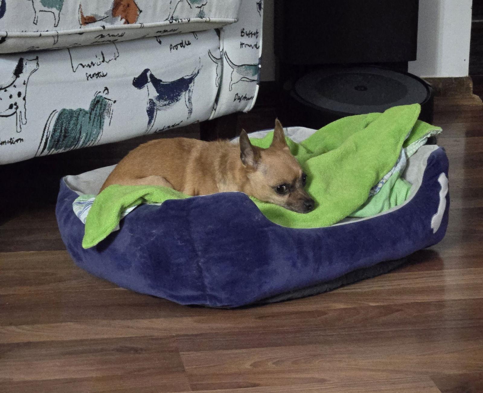 Enlarge Persephone, a Adoptable Chihuahua in Council Bluffs, IA image 2/3