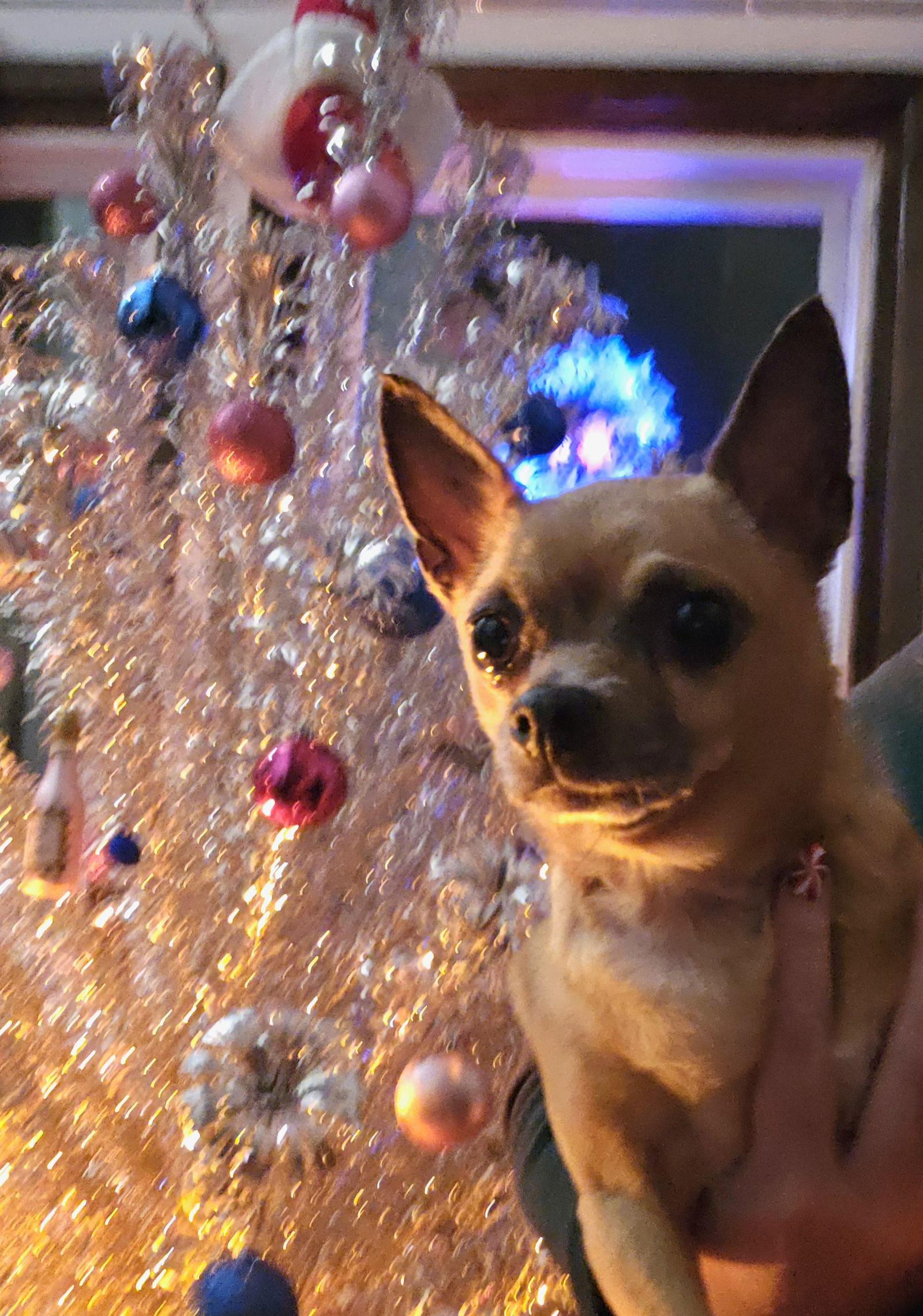 Enlarge Persephone, a Adoptable Chihuahua in Council Bluffs, IA image 3/3