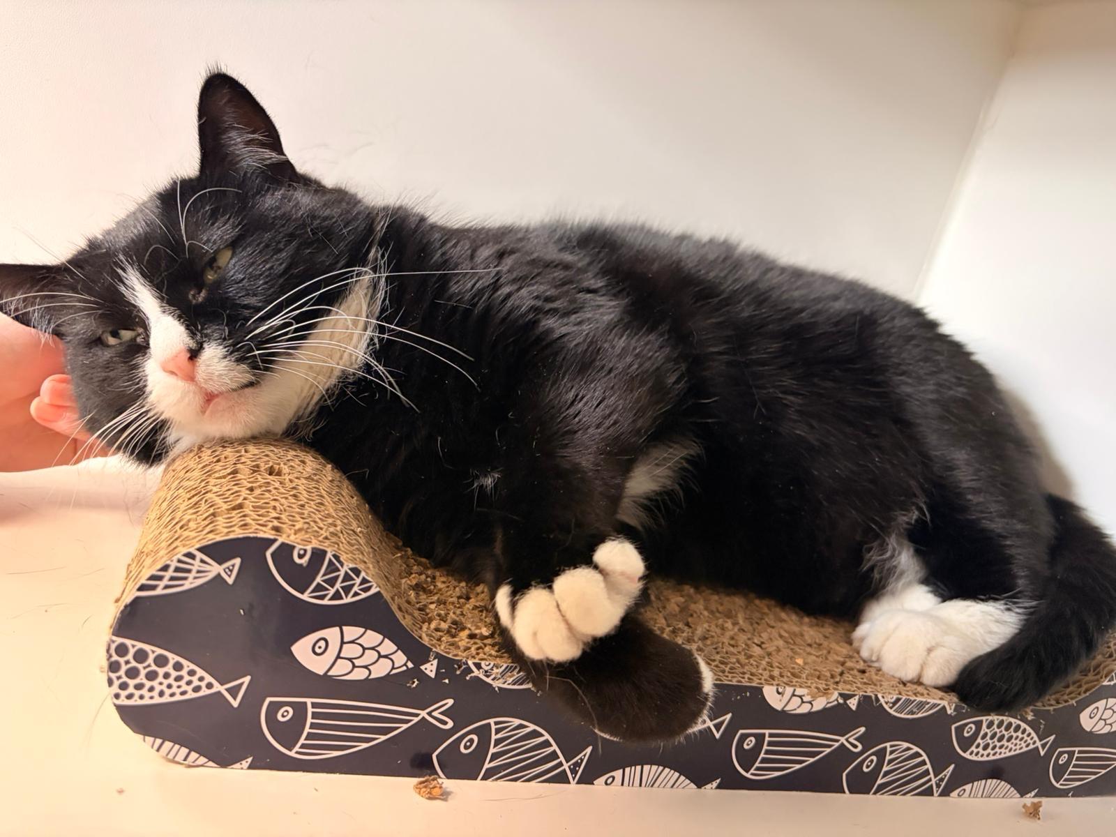 Enlarge Pickle, a ADOPTABLE Domestic Short Hair in Medicine Hat, AB image 2/3