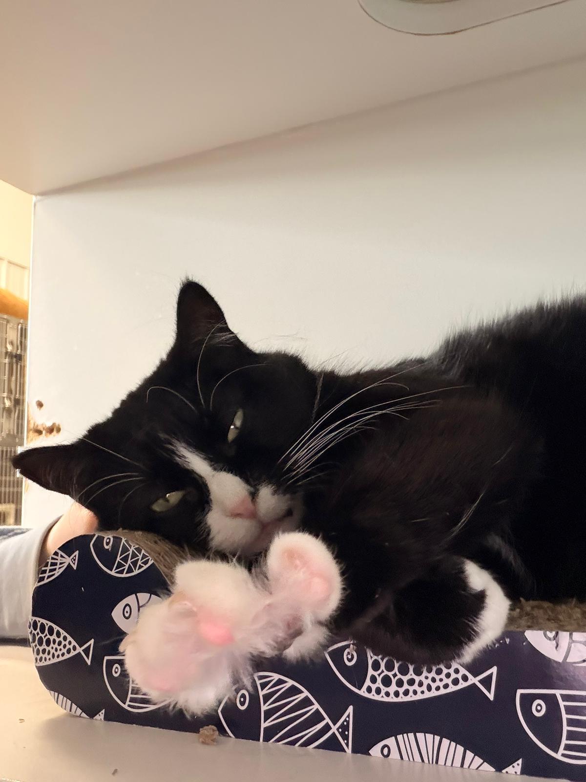 Enlarge Pickle, a ADOPTABLE Domestic Short Hair in Medicine Hat, AB image 3/3