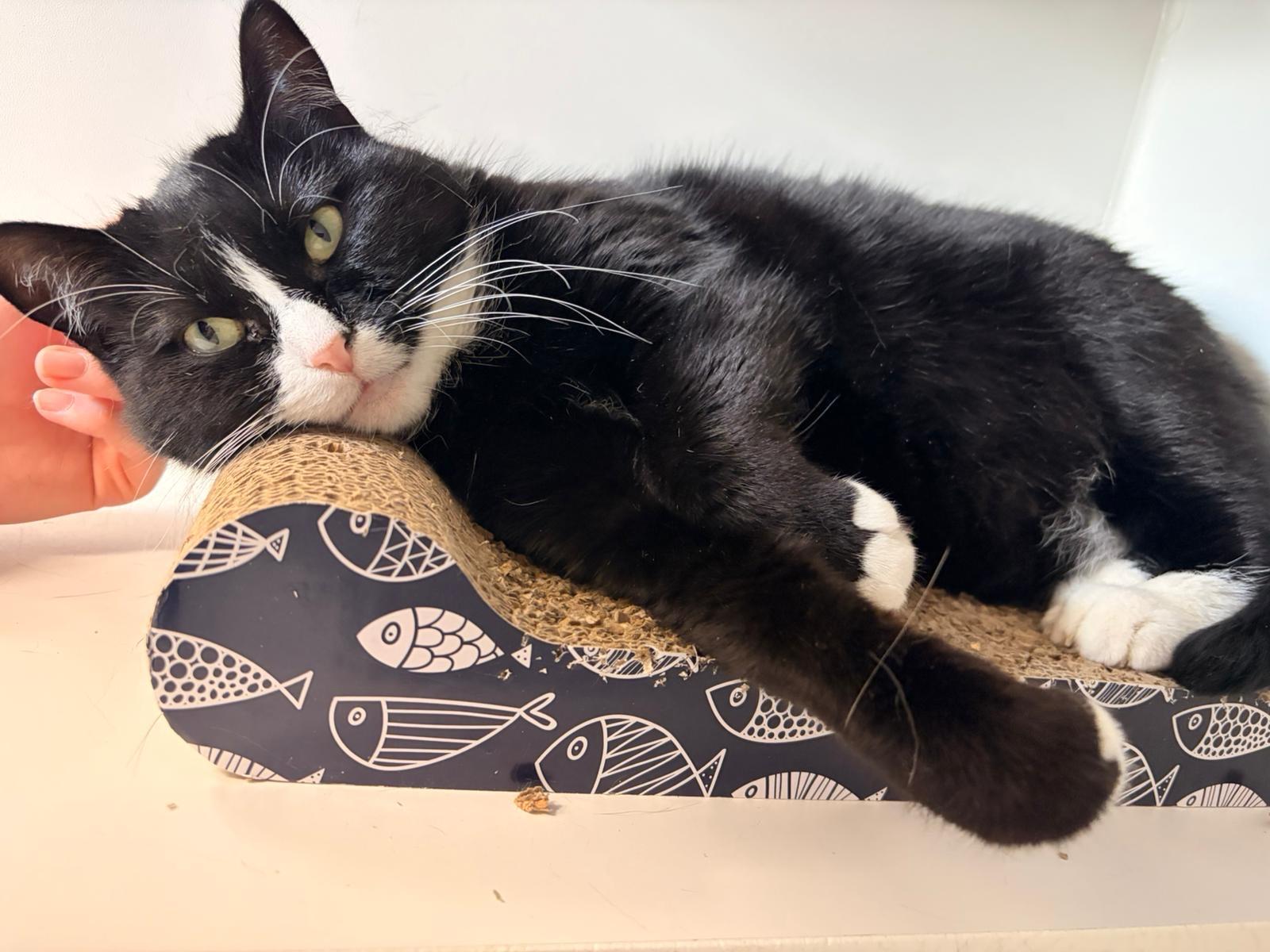 Enlarge Pickle, a ADOPTABLE Domestic Short Hair in Medicine Hat, AB image 1/3