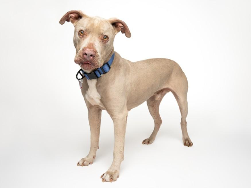 Enlarge HUGO*, a Adoptable Pit Bull Terrier in Santa Cruz, CA image 1/1