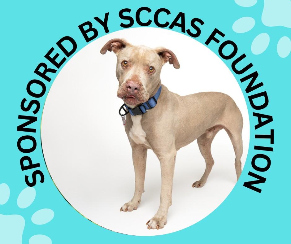 HUGO*, Adoptable, Senior Male Pit Bull Terrier.