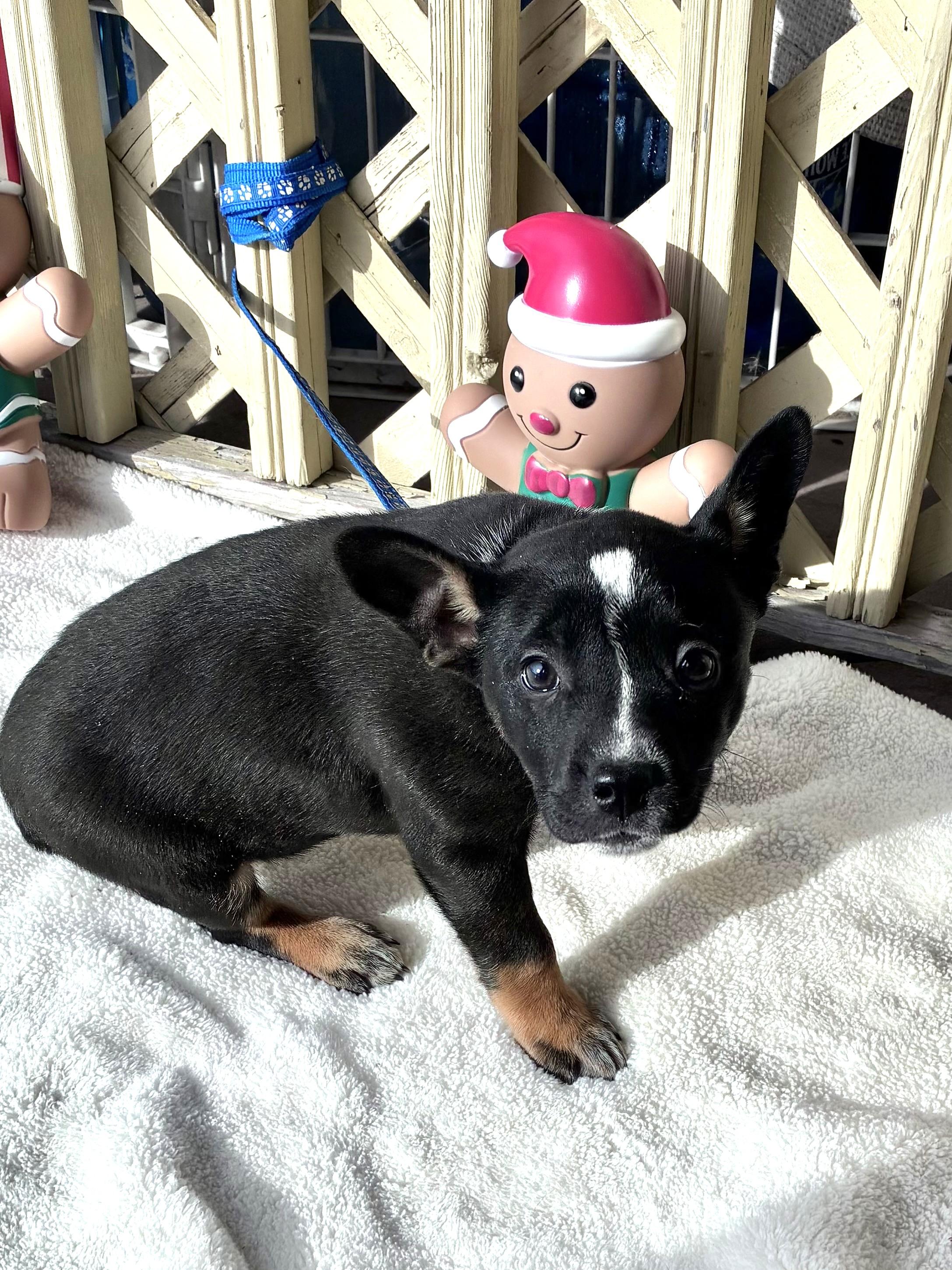 Dyshawntay, Adoptable, Puppy Female Cattle Dog.