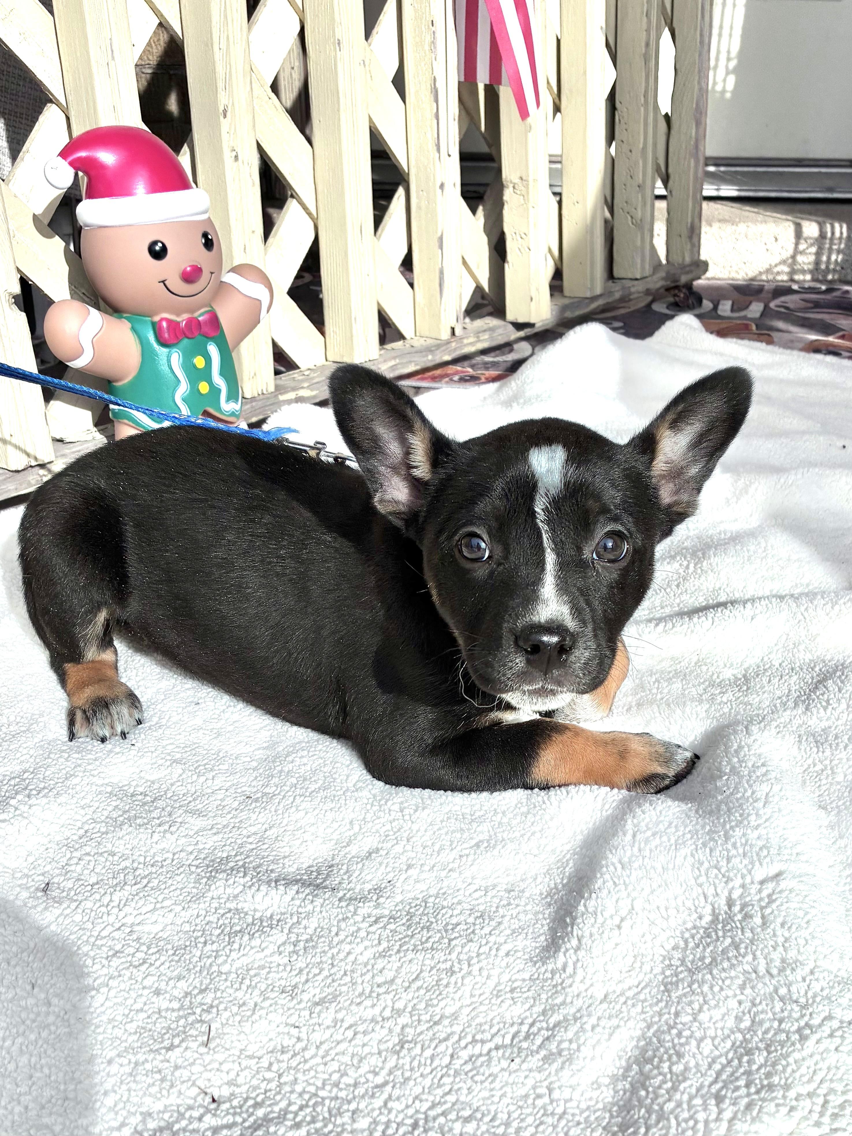 Enlarge Dyshawntay, a Adoptable mixed breed in West Chicago, IL image 2/3