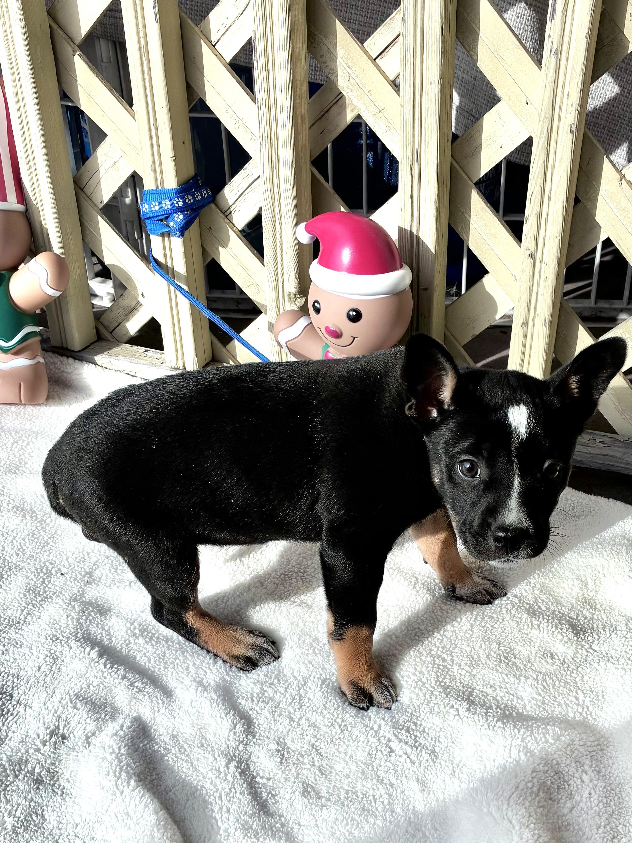 Enlarge Dyshawntay, a Adoptable mixed breed in West Chicago, IL image 3/3