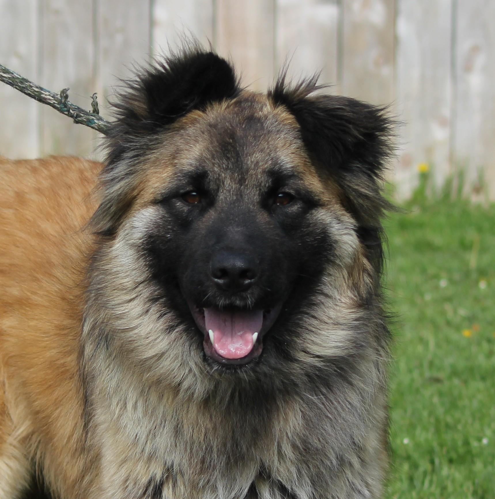 Cyrus, Adult Male Shepherd