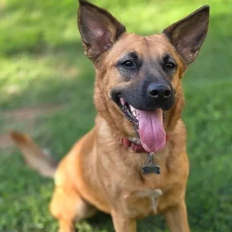 Enlarge Krissy, a Adoptable mixed breed in Sewaren, NJ image 1/6