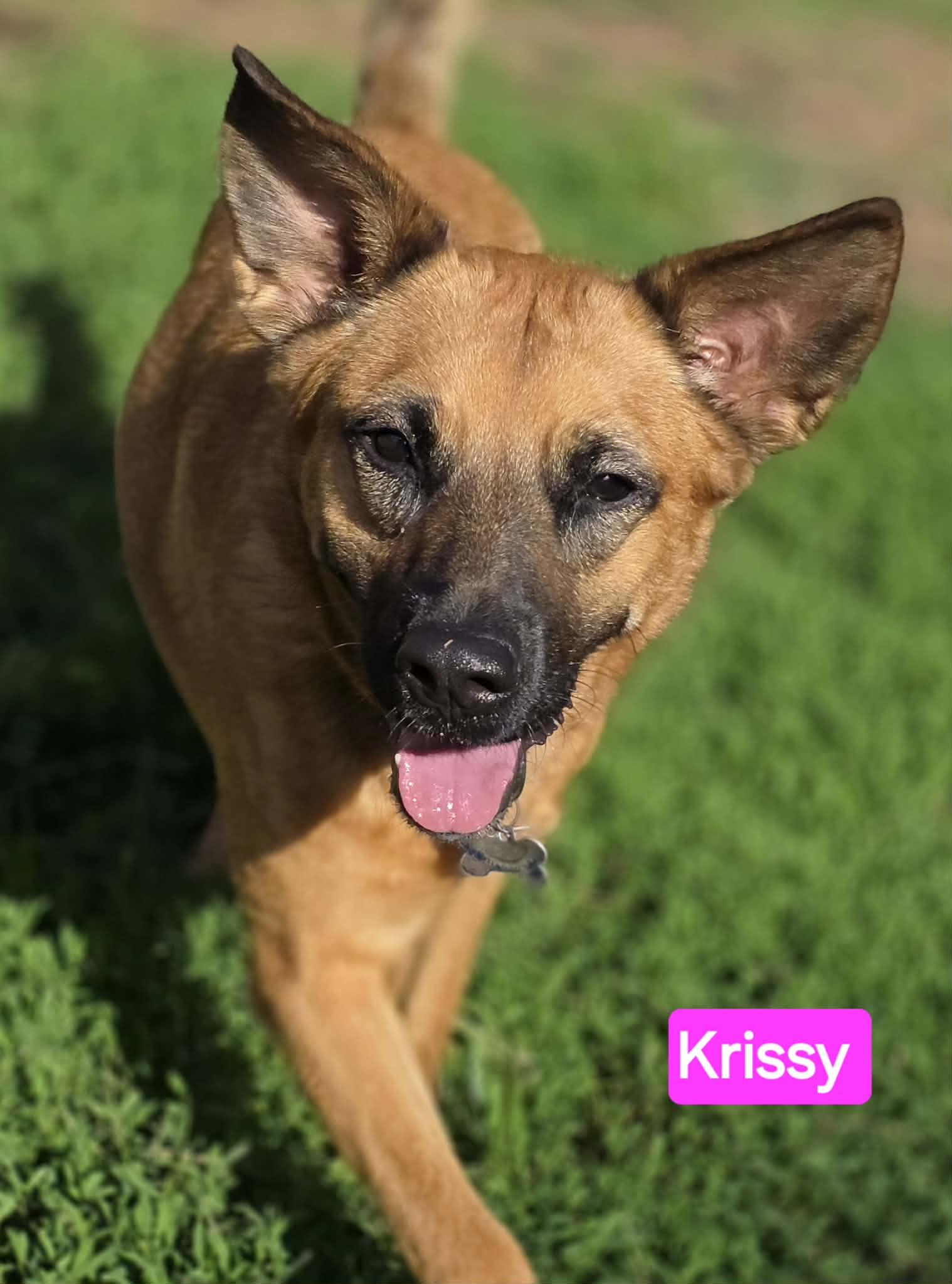 Enlarge Krissy, a Adoptable mixed breed in Sewaren, NJ image 2/6