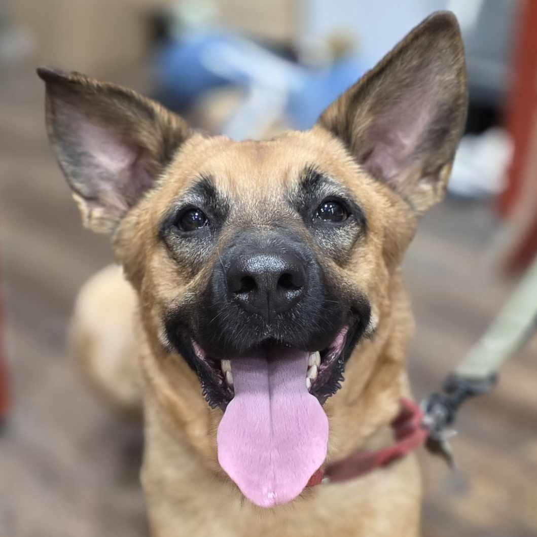Enlarge Krissy, a Adoptable mixed breed in Sewaren, NJ image 4/6