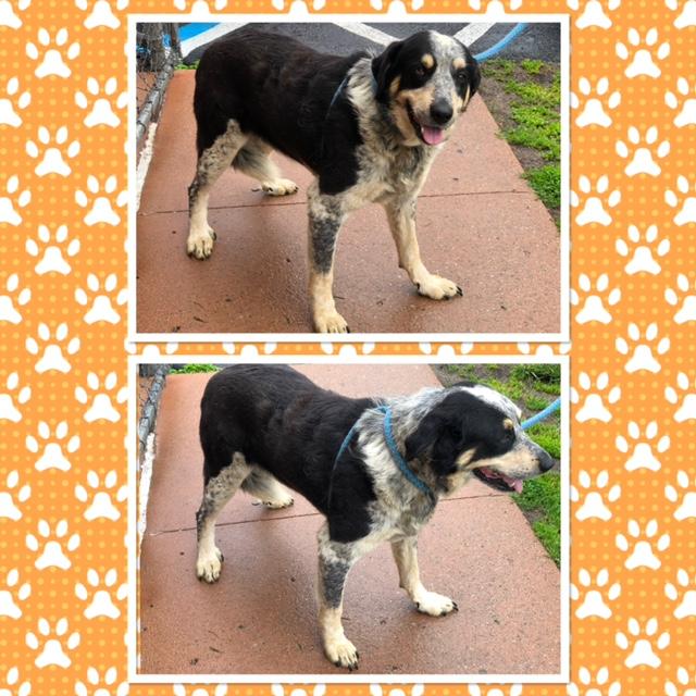 Enlarge ALLISTAR, a ADOPTABLE mixed breed in Buckhannon, WV image 1/1