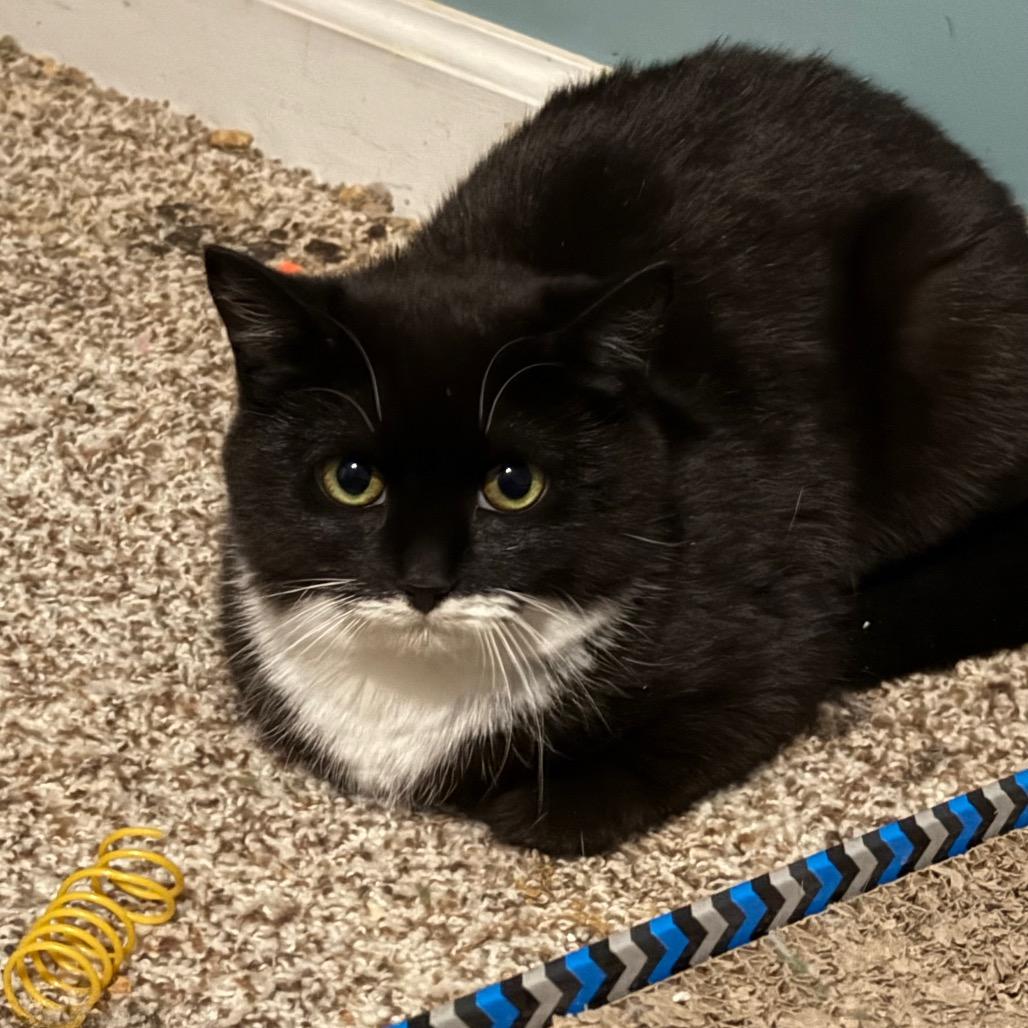Enlarge Chester, a Adoptable Domestic Short Hair in Frederick, MD image 1/1