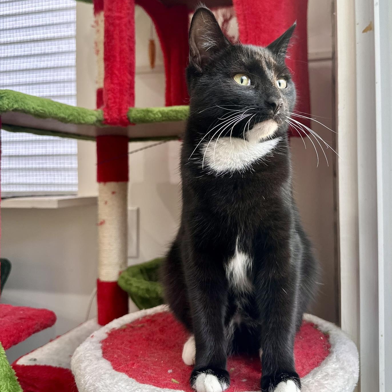 Mary, ADOPTABLE, Young Female Domestic Short Hair.