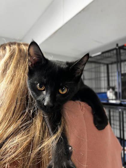 Dirt Cake, adopted, Kitten Male Domestic Short Hair.