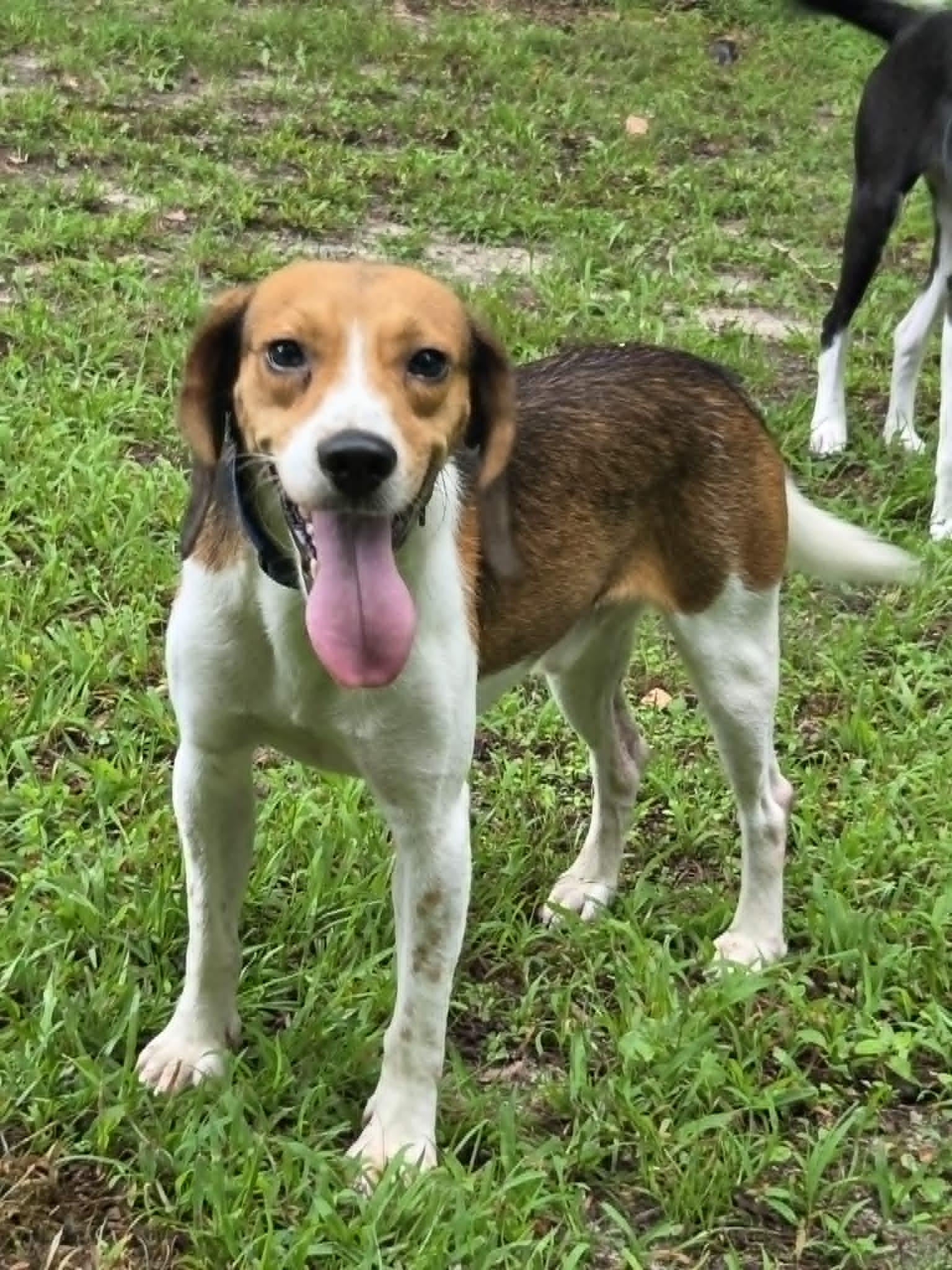 Enlarge Ledger, an adopted mixed breed in Franklin, VA image 4/4
