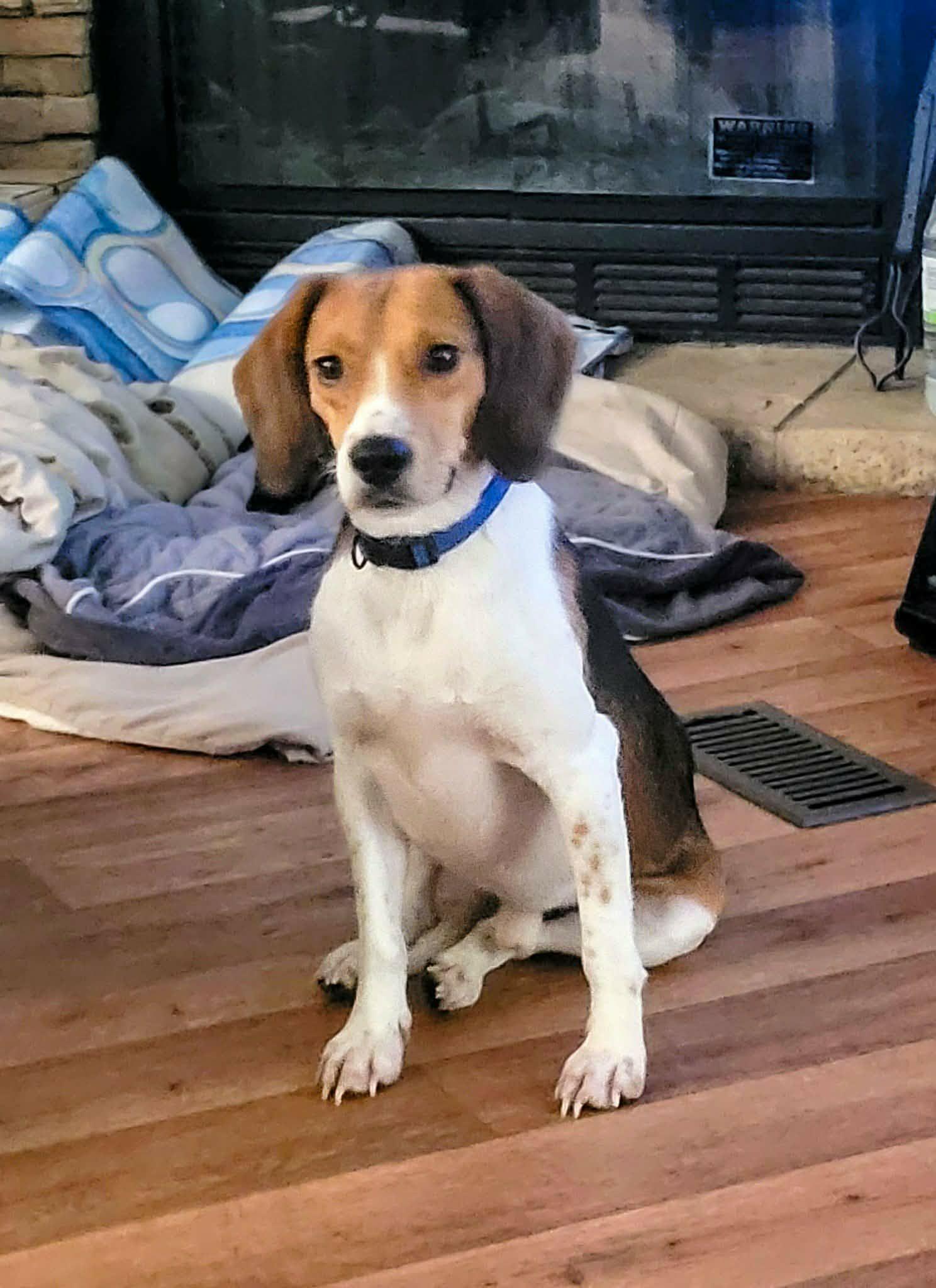 Ledger, adopted, Young Male Beagle.