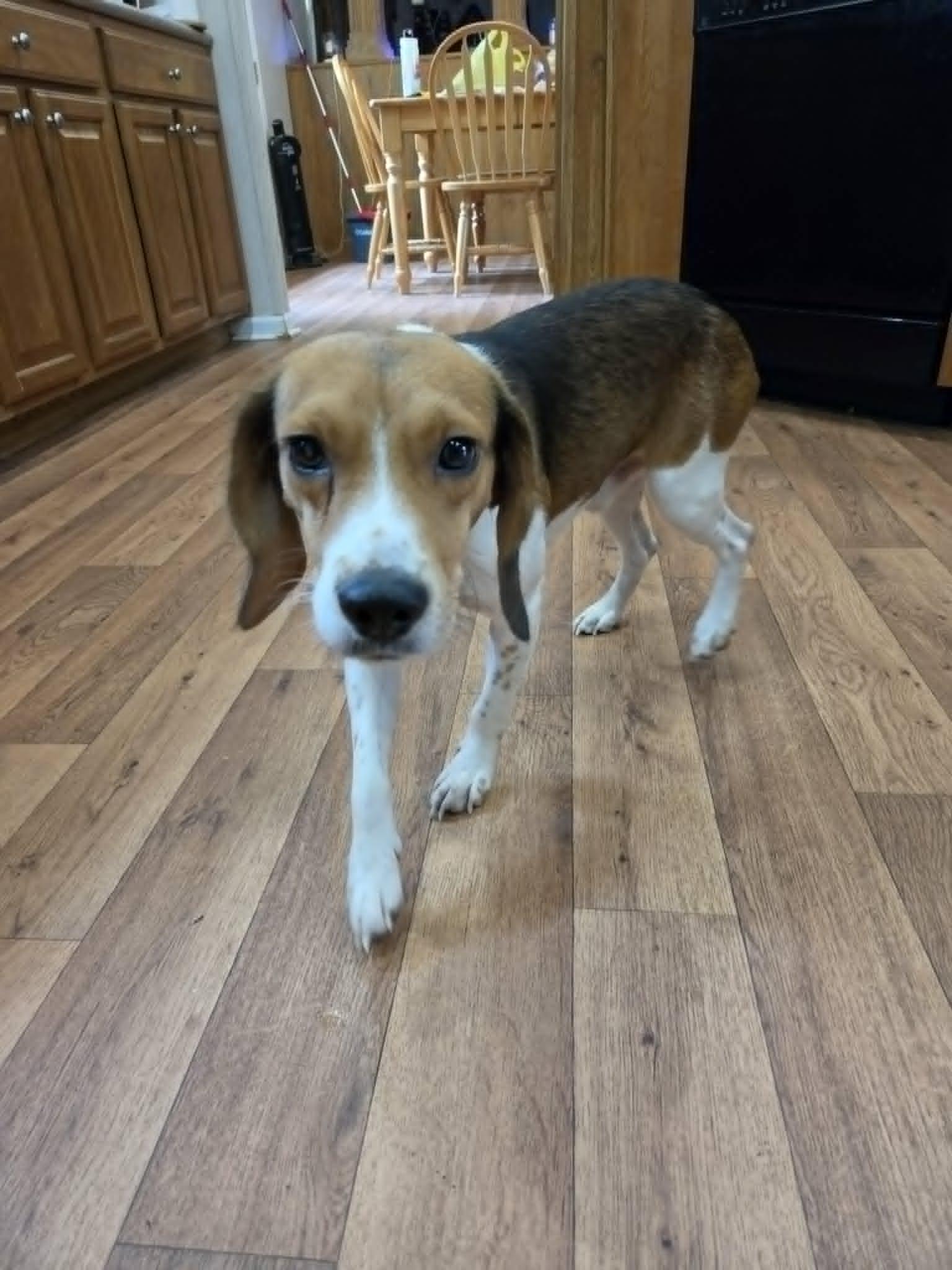 Enlarge Ledger, an adopted mixed breed in Franklin, VA image 2/4
