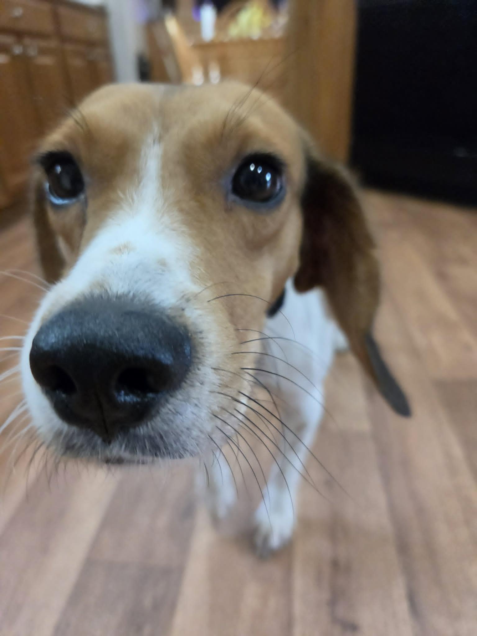 Enlarge Ledger, an adopted mixed breed in Franklin, VA image 3/4