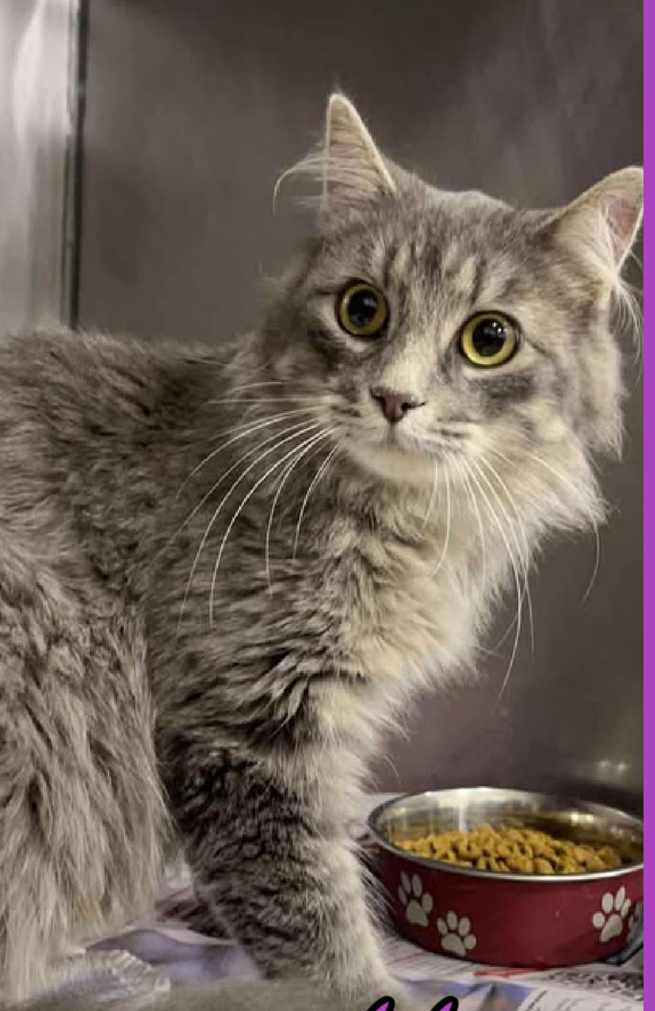 Enlarge Wendy, a Adoptable mixed breed in Lockport, IL image 3/3