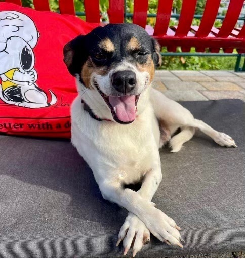 Pilar, Adoptable, Adult Female Terrier.