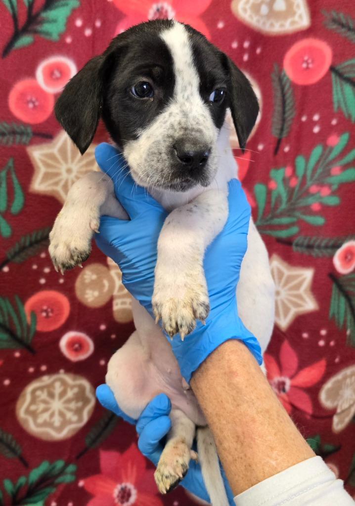 Dasher, Adoptable, Puppy Male Mixed Breed.
