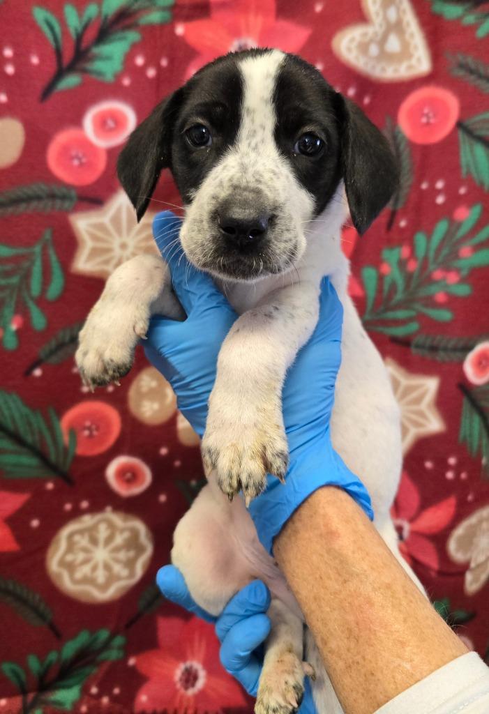 Dasher, a Adoptable mixed breed in Murphysboro, IL image 2/2