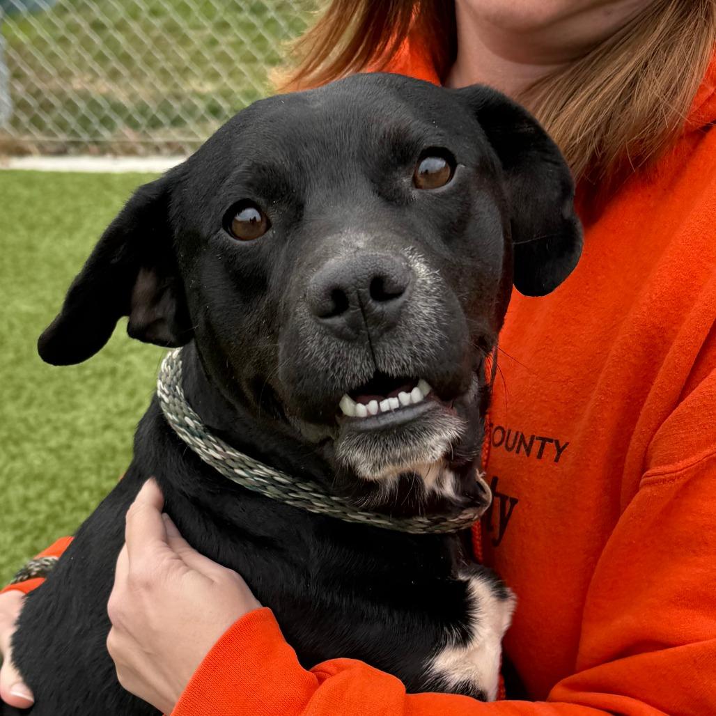 Pickles, Adoptable, Adult Male Mixed Breed.