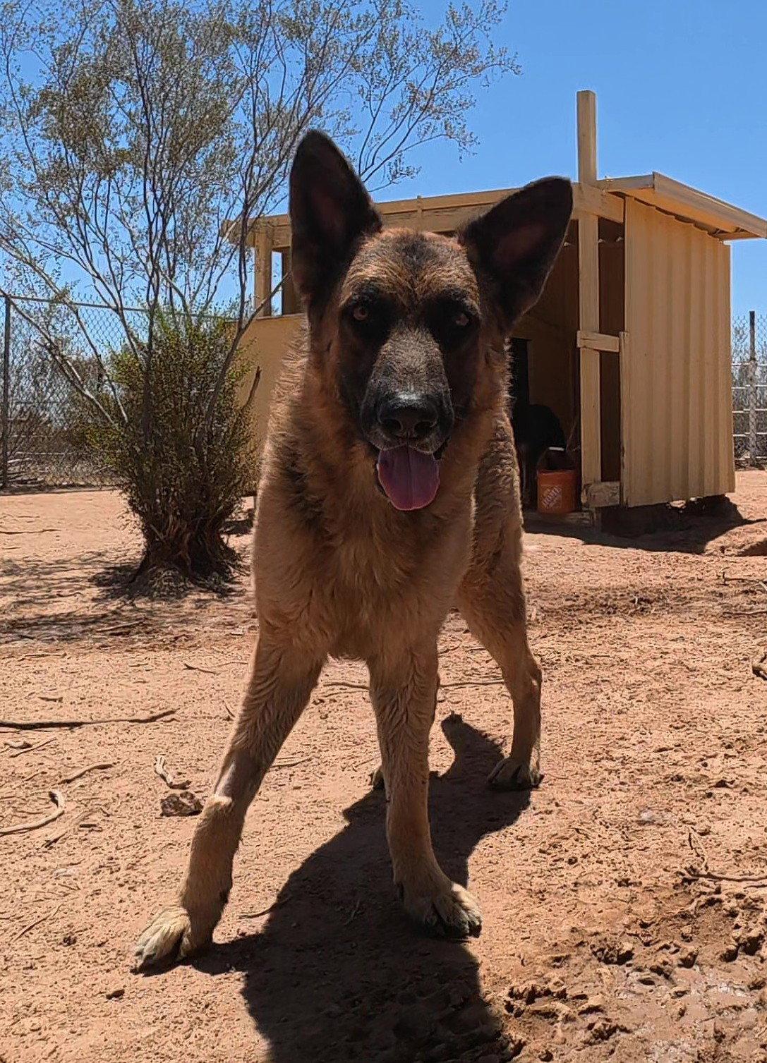 Buddy, Adoptable, Adult Male German Shepherd Dog.