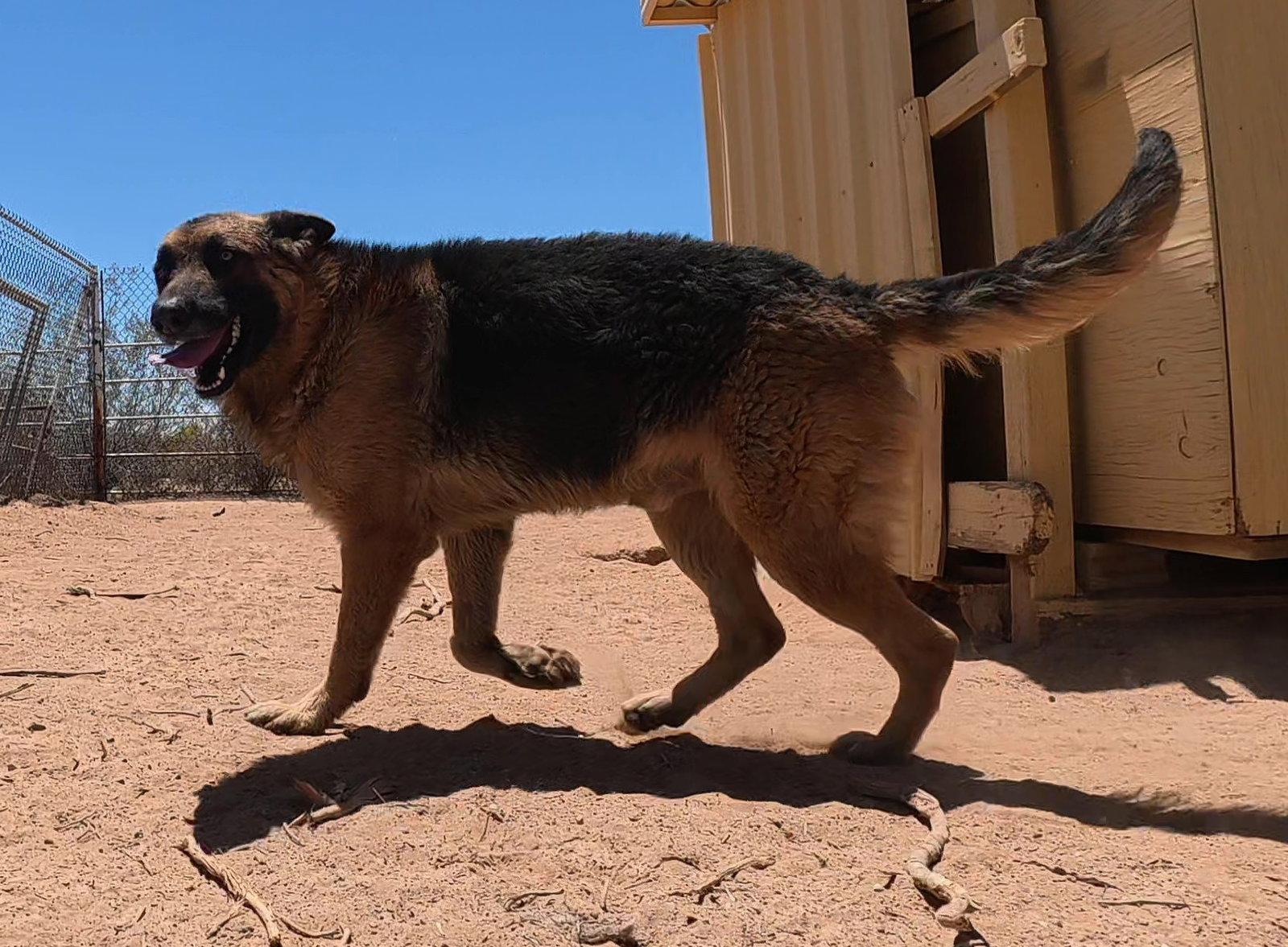 Enlarge Buddy, a Adoptable German Shepherd Dog in Queen Creek, AZ image 2/3