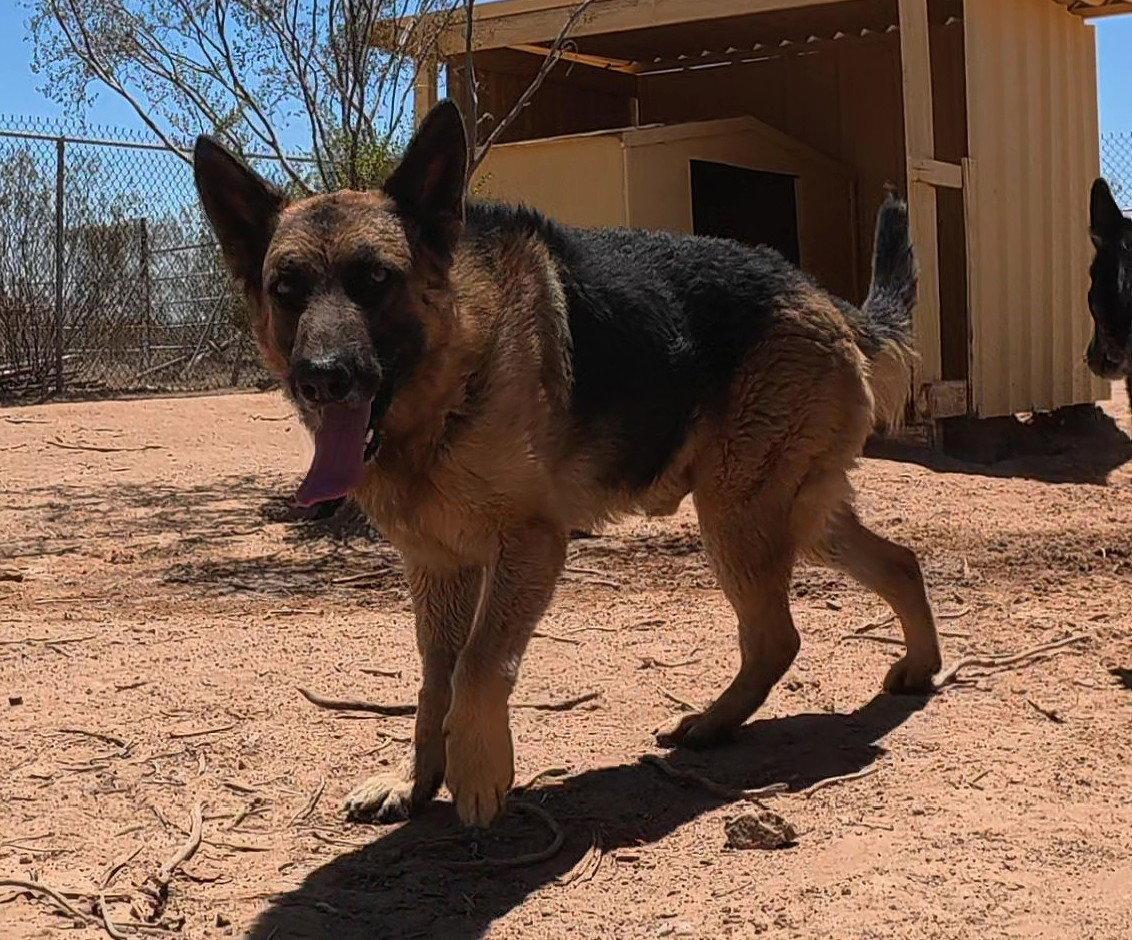 Enlarge Buddy, a Adoptable German Shepherd Dog in Queen Creek, AZ image 3/3