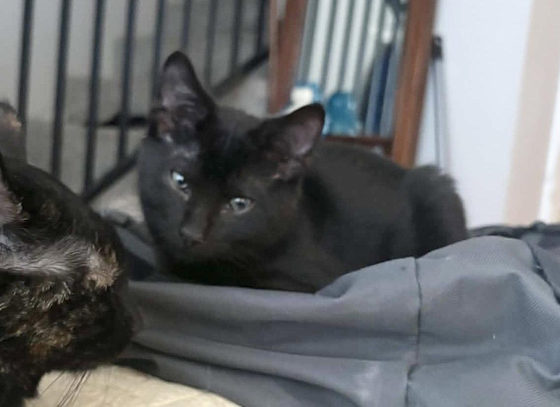 Steve, Adopted, Young Male Domestic Short Hair.