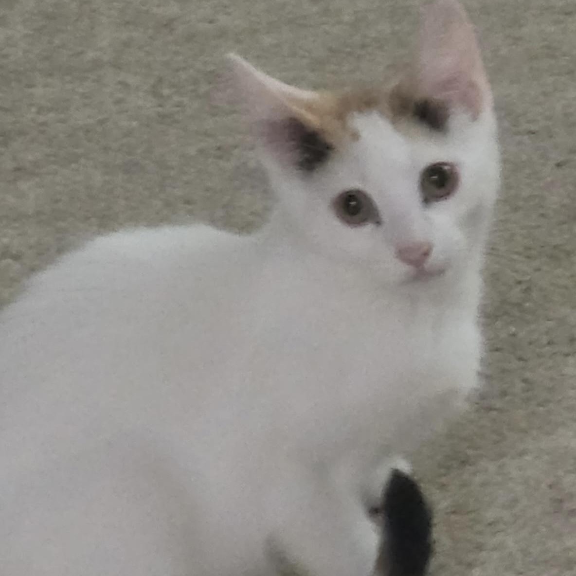 Summer, Baby Female unknown