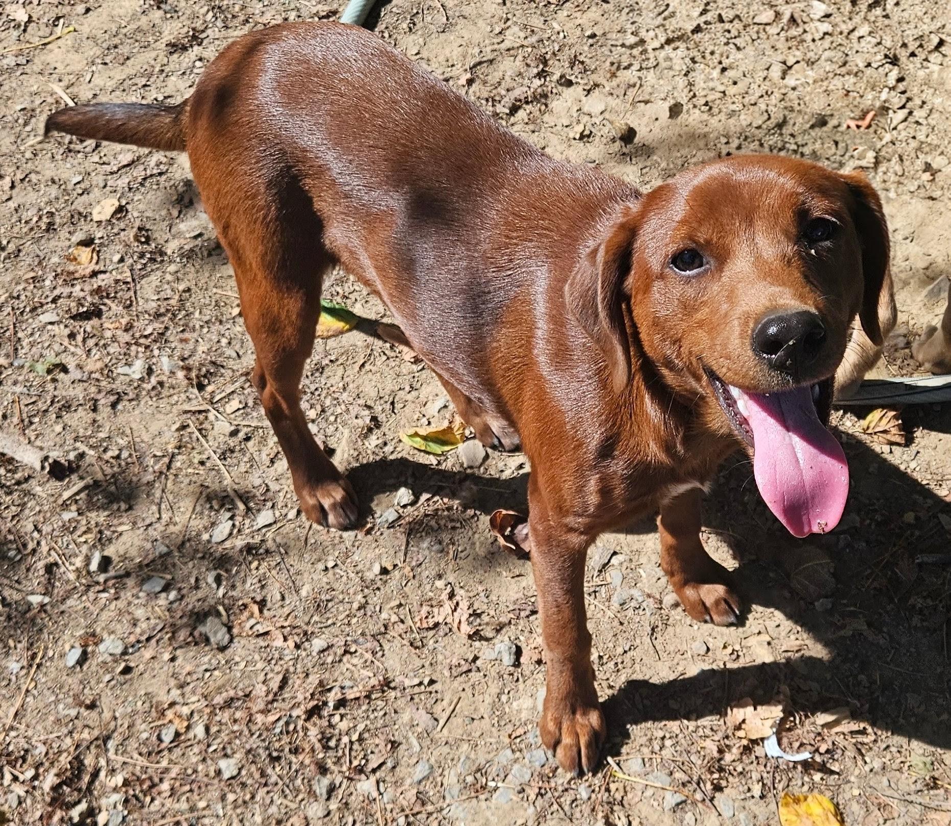 Fancy, Adoptable, Puppy Female Feist & Hound.