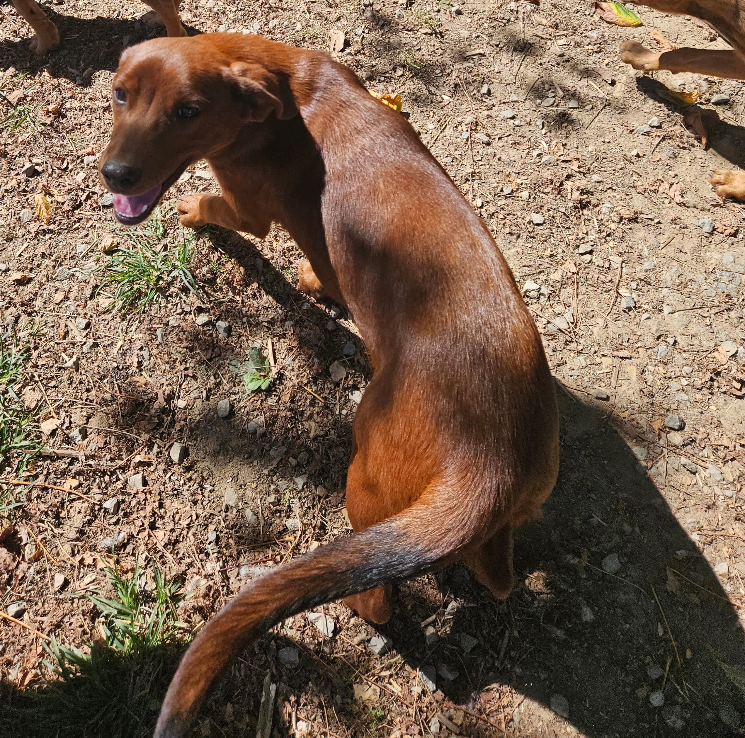 Enlarge Fancy, a Adoptable mixed breed in Tracy City , TN image 2/3