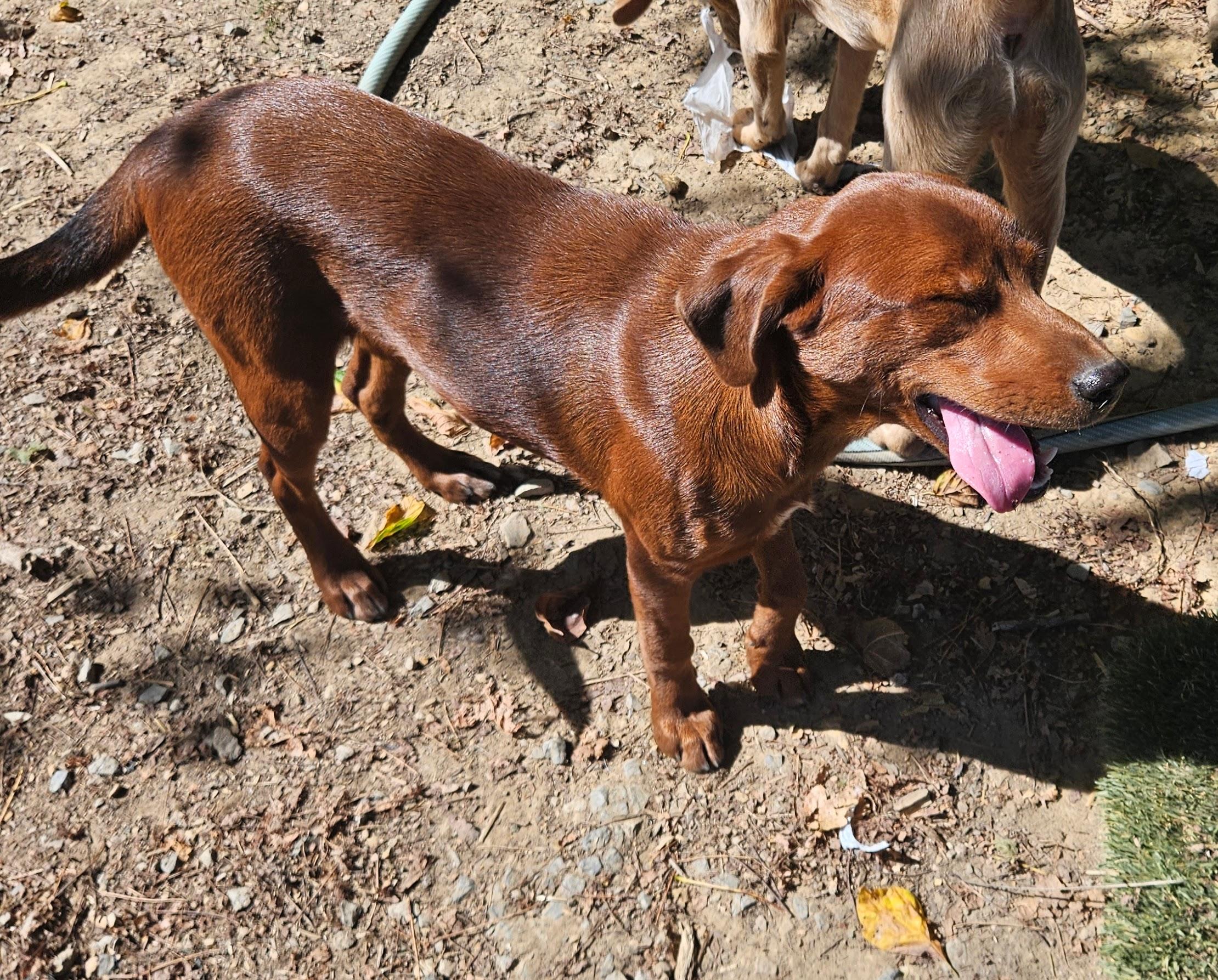 Enlarge Fancy, a Adoptable mixed breed in Tracy City , TN image 3/3