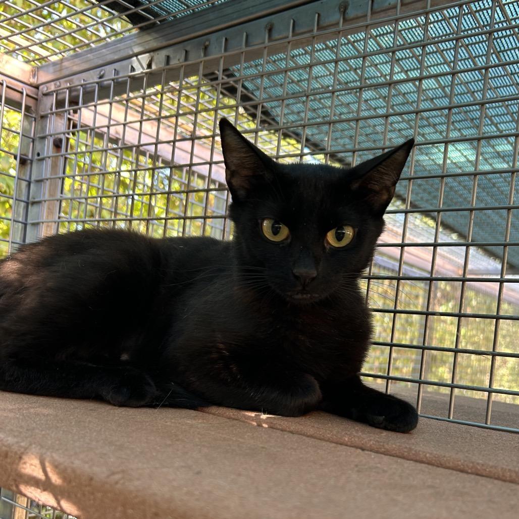 Flo Milli, Adoptable, Adult Female Domestic Short Hair.