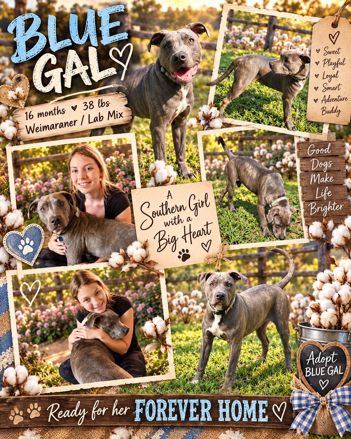 Enlarge BLUE GAL, a Adoptable mixed breed in Jackson, TN image 1/1