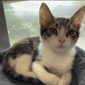 Enlarge Zoro, a ADOPTABLE Domestic Short Hair in Hudsonville, MI image 1/3