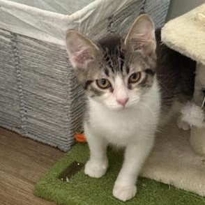 Enlarge Zoro, a ADOPTABLE Domestic Short Hair in Hudsonville, MI image 3/3