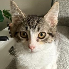 Enlarge Zoro, a ADOPTABLE Domestic Short Hair in Hudsonville, MI image 2/3