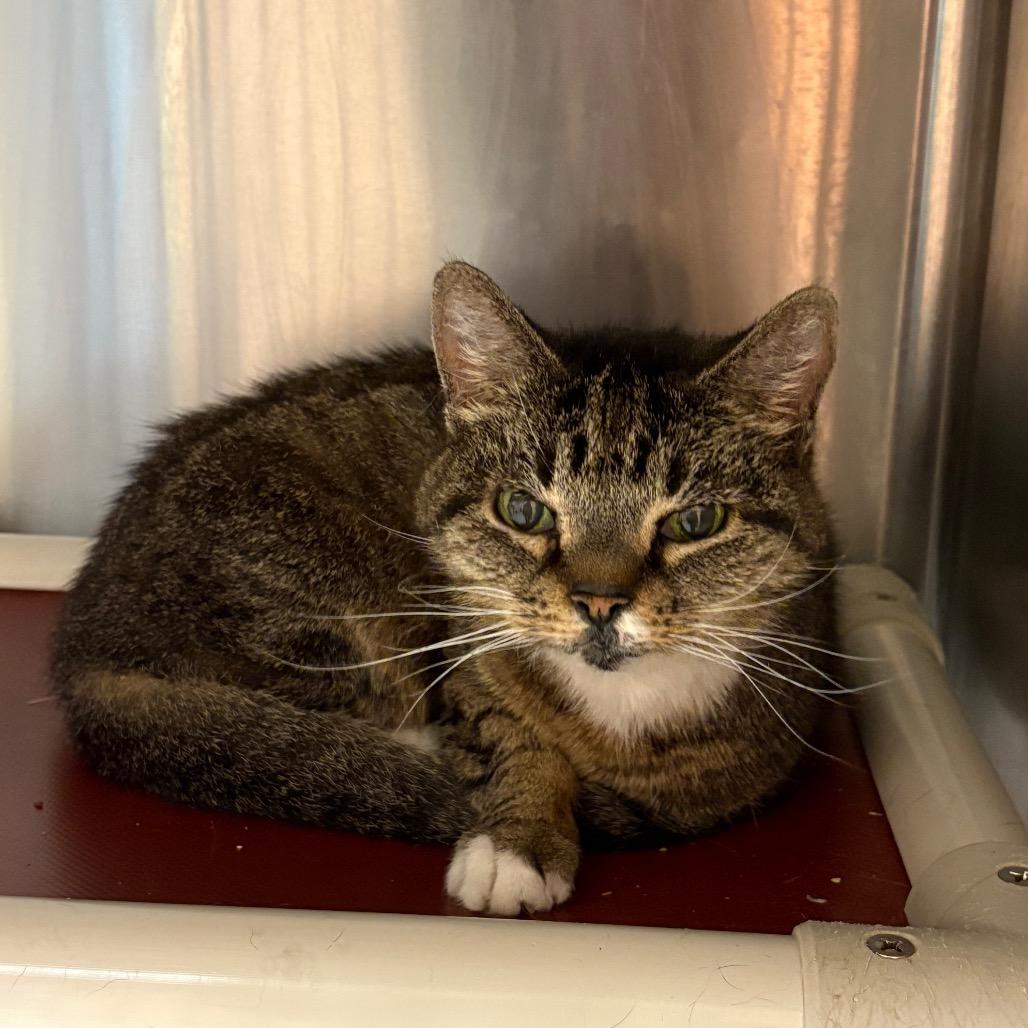 Enlarge Becky, a Adoptable Domestic Short Hair in Hamilton, GA image 2/3