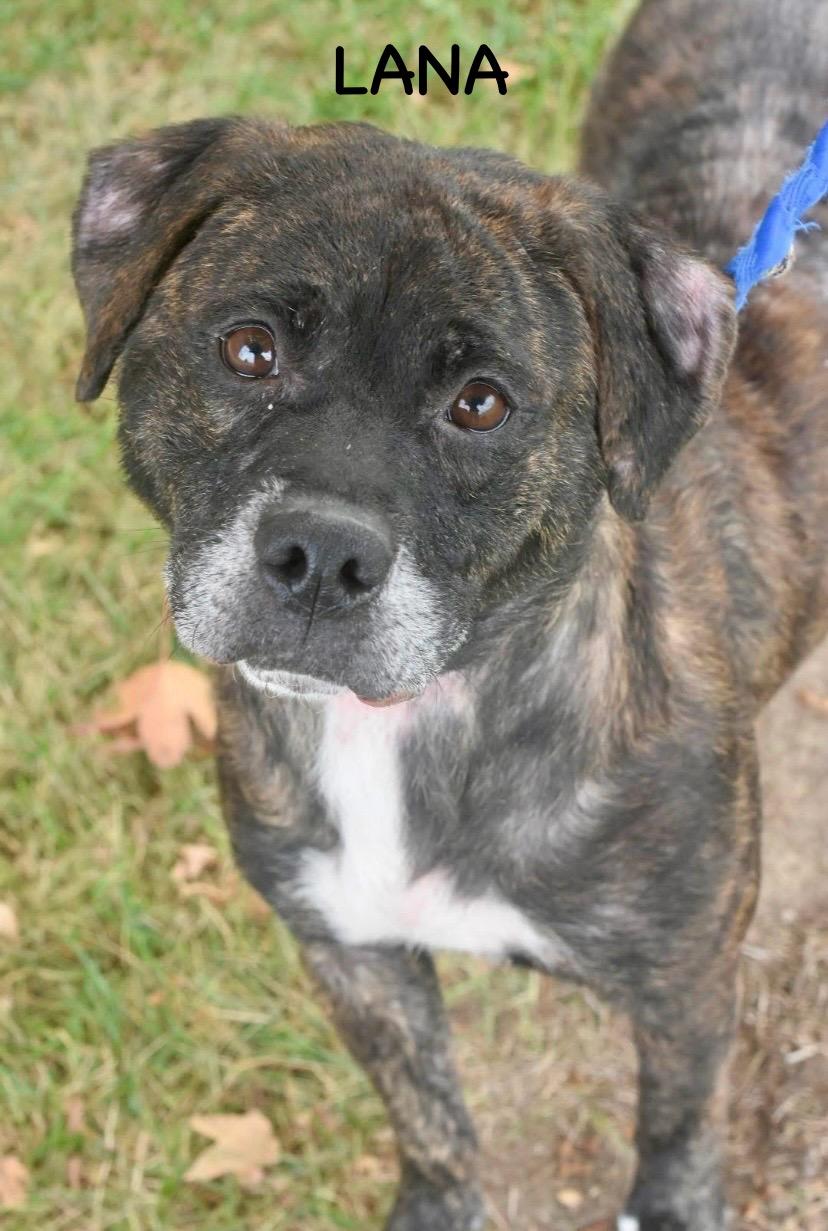 Enlarge LANA, a ADOPTABLE mixed breed in Bowling Green, OH image 1/5