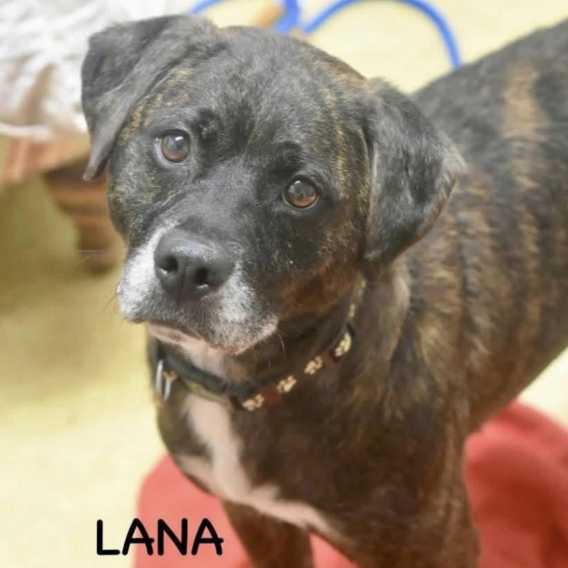 Enlarge LANA, a ADOPTABLE mixed breed in Bowling Green, OH image 2/5