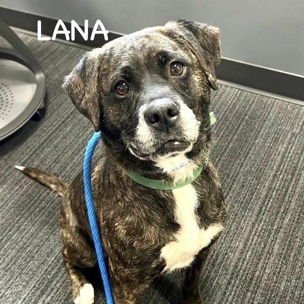 LANA, ADOPTABLE, Adult Female Labrador Retriever & Pit Bull Terrier.