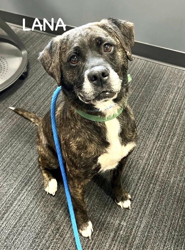 Enlarge LANA, a ADOPTABLE mixed breed in Bowling Green, OH image 6/6