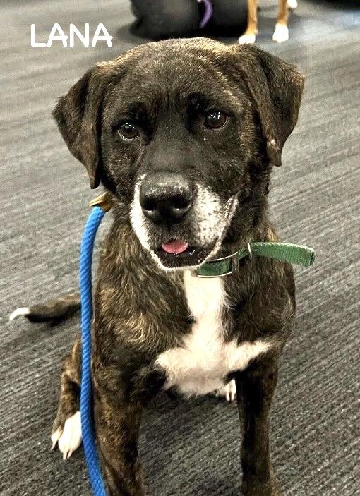 Enlarge LANA, a ADOPTABLE mixed breed in Bowling Green, OH image 5/6