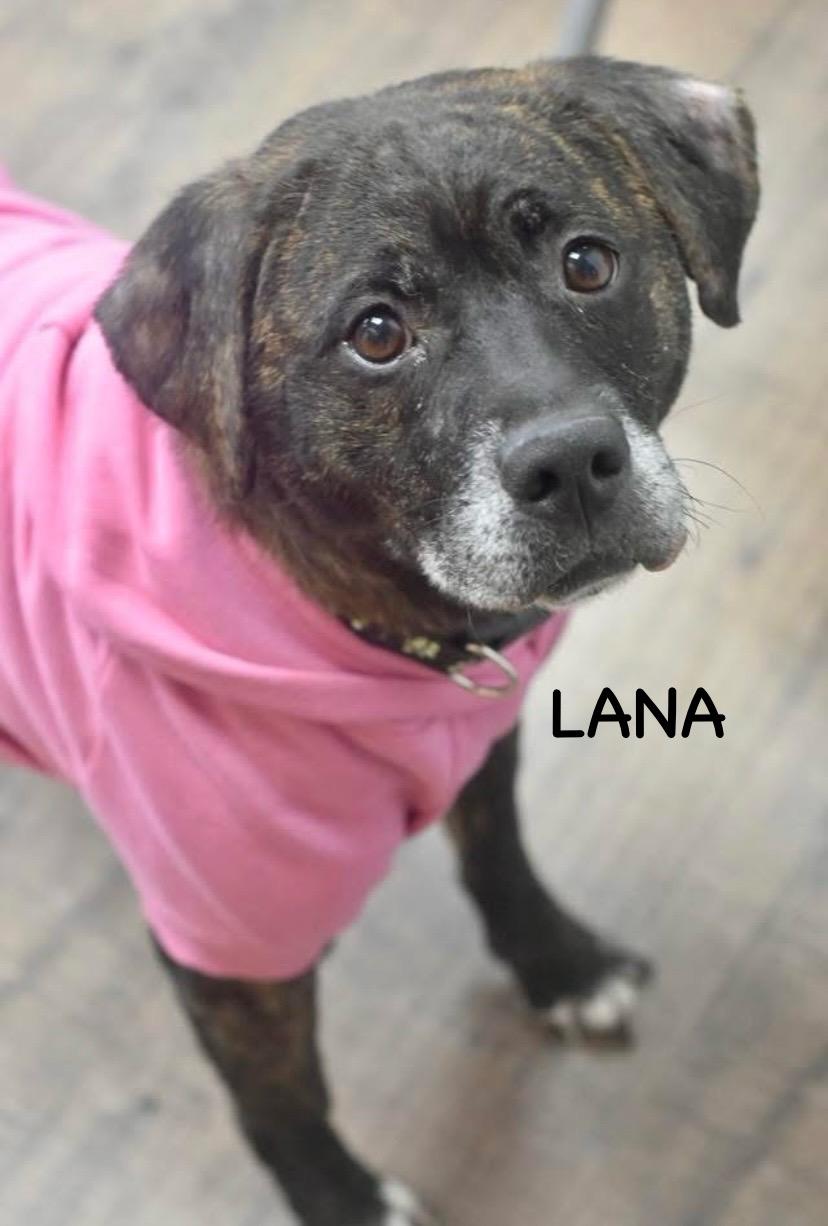 Enlarge LANA, a ADOPTABLE mixed breed in Bowling Green, OH image 4/5